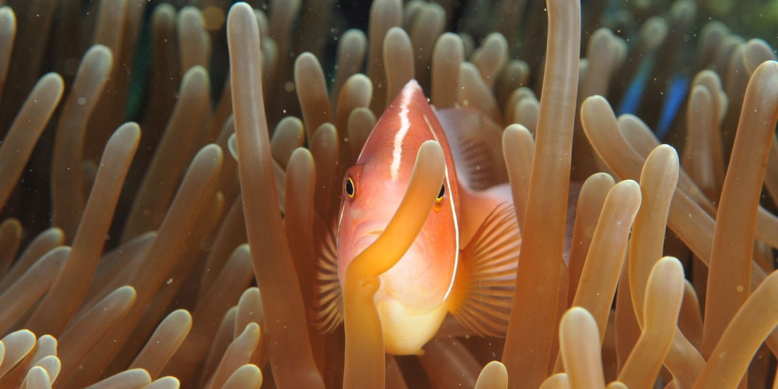 Sea-creatures, Maldives.
