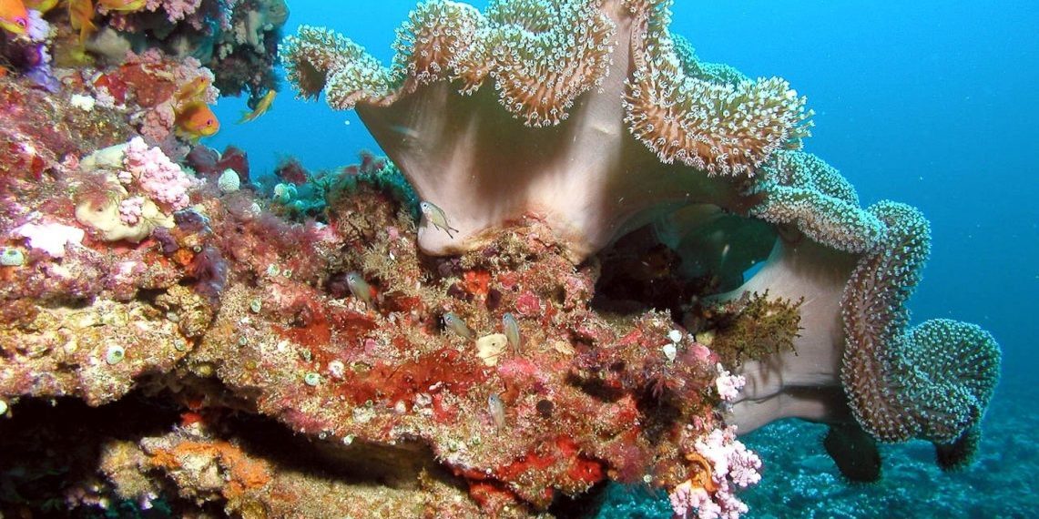 Underwater coral treasures, Maldives.