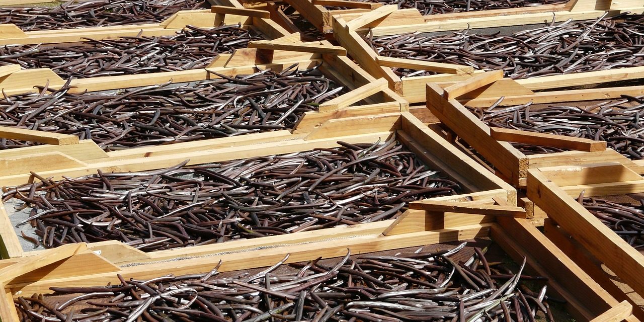 Drying Vanilla Beans Mauritius