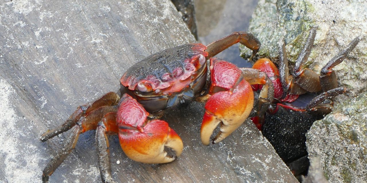 Giant crab, Seychelles