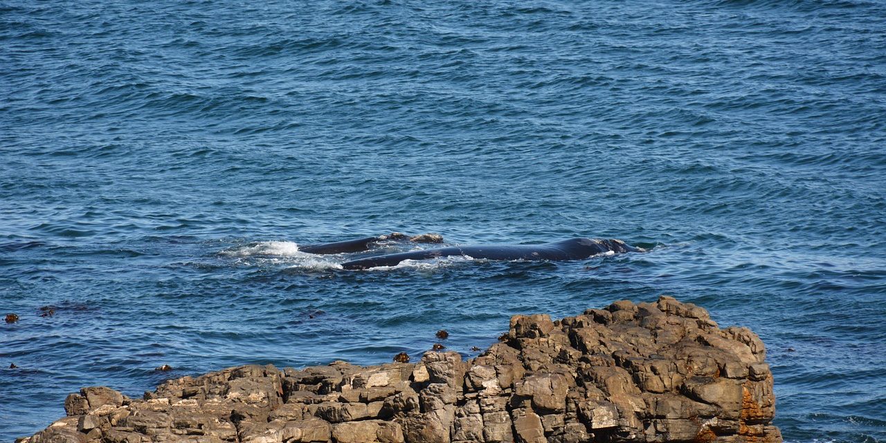 Mother & Calf whale, Hermanus coast, South Africa