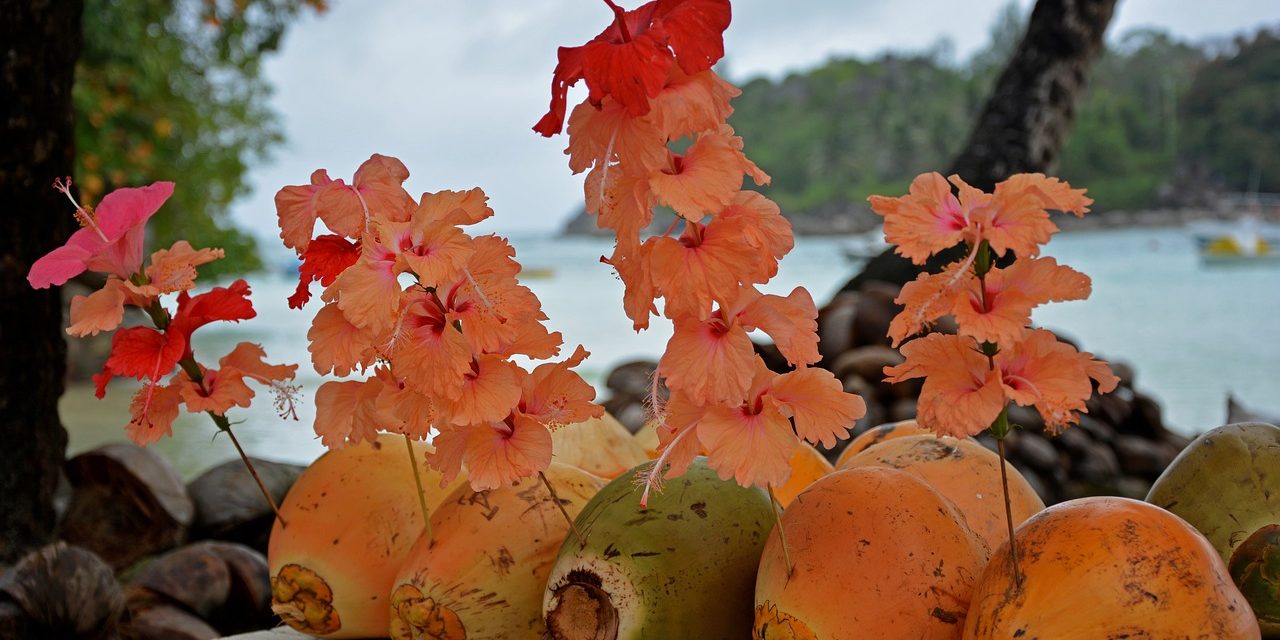 Decorated coconuts, Seychelles.