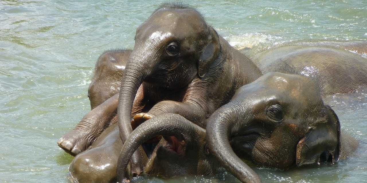Pinnawala Elephant orphanage, Sri Lanka.