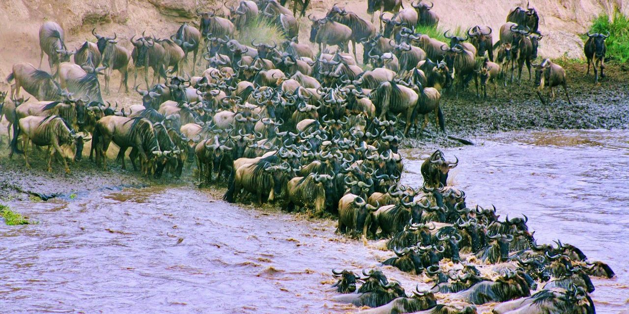 Wildebeest Migration across Mara River