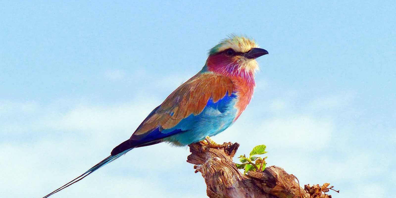 Lilac-breasted-roller